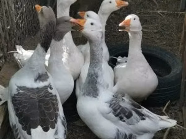 Geese — Hungary
