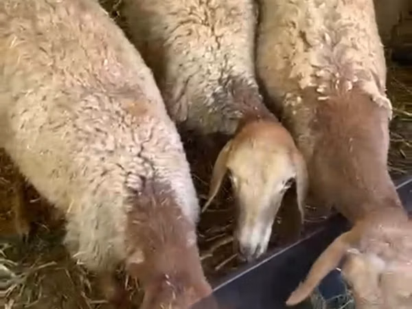 میش, Arashan sheep — قزاقستان