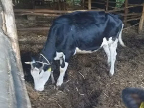 Cow, Russian Black pied cattle