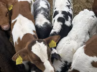Үхэр (бүлэг, хүйс заагаагүй), Simmental cattle — 1 зураг