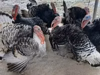 Turkeys — sawirka 1