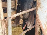 Billy Goat, Kamori goats — photo 3