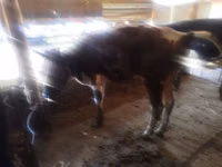 Cow, Cattle — photo 3