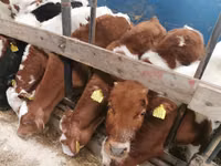 Bika, Simmental cattle — 1. fotó