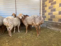 แกะตัวผู้, Rhon sheep — รูปภาพ 2