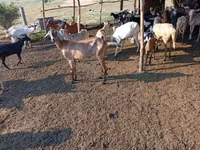 Capra, Nubian Goat — foto 4