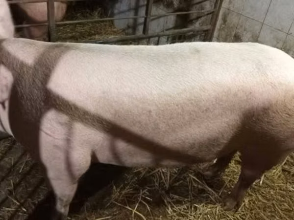 Pigs (batch, sex not specified), 