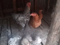 Brahma — foto 2