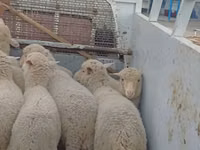 Oaie, Merino sheep — foto 2