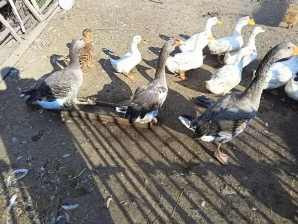 Ducks — Ungarn