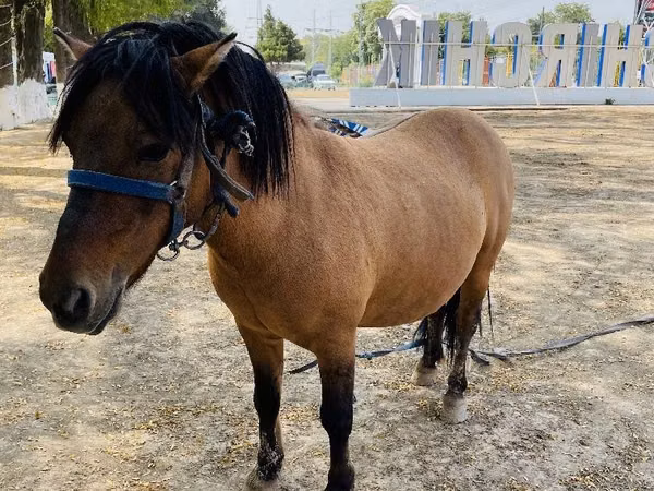 ცხენები (პარტია, სქესი არ არის მითითებული), Australian Pony