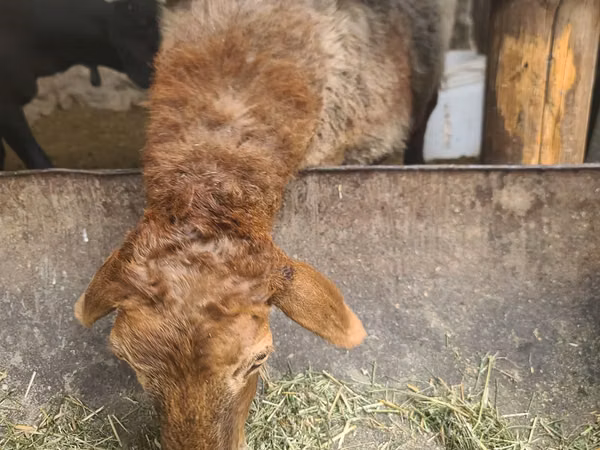 Sheep, Sheep — Uzbekistan