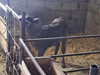 گاو ماده, Swiss cattle — عکس 2