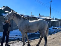Hingst, Kazakh horse — foto 2
