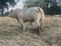 Bik, Charolais cattle — fotografija 4