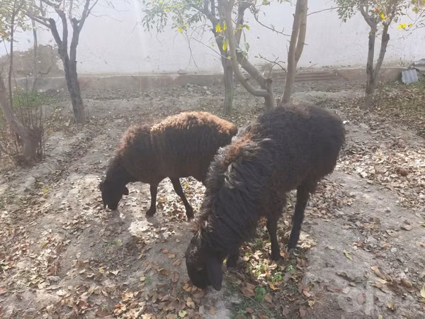 Kambing jantan, Sheep