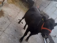 Cow, Aberdeen-Angus — photo 1
