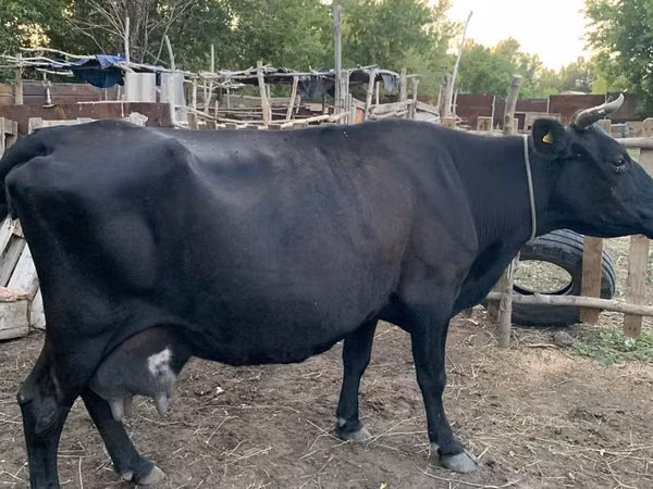 Cow, Latvian Blue cattle — Kazakhstan