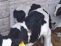 Boğa, Russian Black pied cattle — foto 3