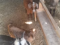 عنزة, Alpine goat — الصورة 5