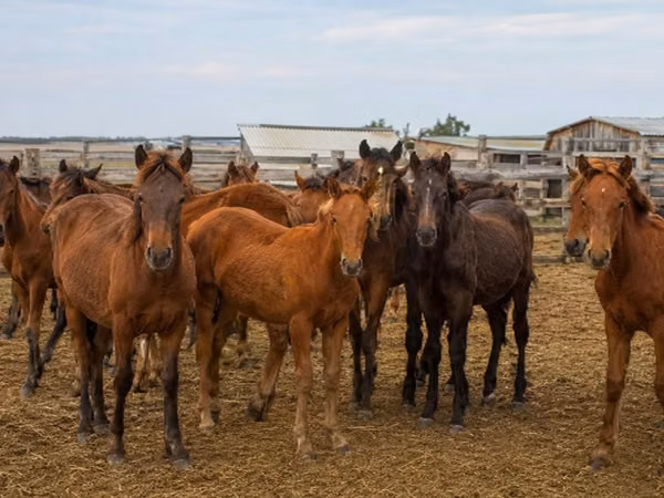 Horse (M), Horses — Russia