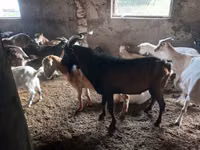 Billy Goat, Goats — photo 1