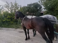 Horse (M), Horses — photo 2