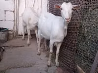 Ged, Saanen goat — foto 4