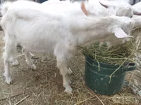 ஆண் வெள்ளாடு, Saanen goat — புகைப்படம் 4