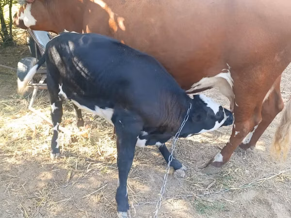 Cow, Russian Black pied cattle — Moldova