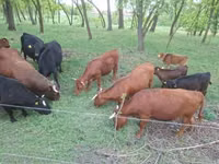 গবাদি পশু (দল, লিঙ্গ উল্লেখ নেই), ডেক্সটার — ছবি 2