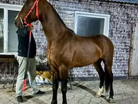 Horse (M), Orlov Trotter — photo 2