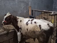 گاو و گوساله (گروه، جنسیت مشخص نشده), گاو — عکس 1