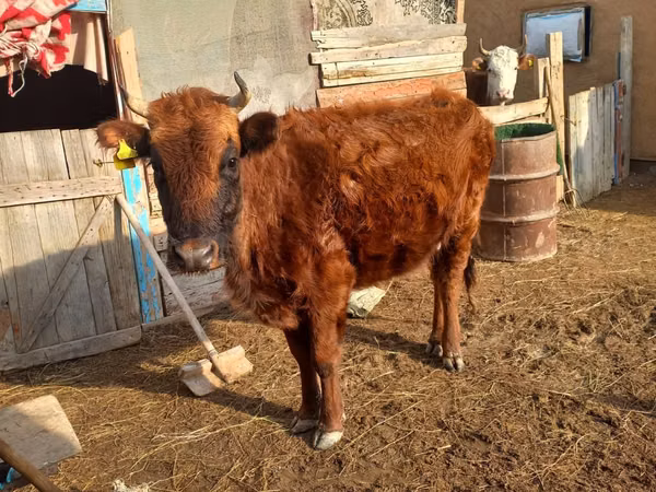 Cow, Cattle — Kazakhstan