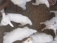 Buk, Saanen goat — foto 2