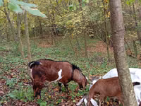 Ziegenbock, Ziegen — Foto 2