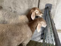 பெண் ஆடு, Arashan sheep — புகைப்படம் 1
