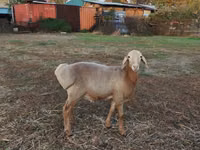 Ram, Arashan sheep — photo 3