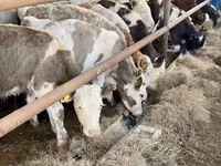 Bull, Swiss cattle — photo 1