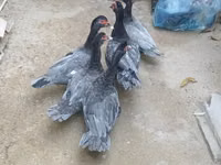 Domestic Muscovy — foto 3