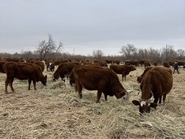 Cattle (batch, sex not specified), Hereford — Kazakhstan
