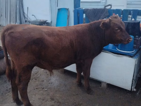 Bull, Cattle — Kazakhstan