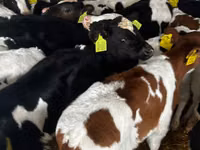 Tyre, Simmental cattle — foto 7