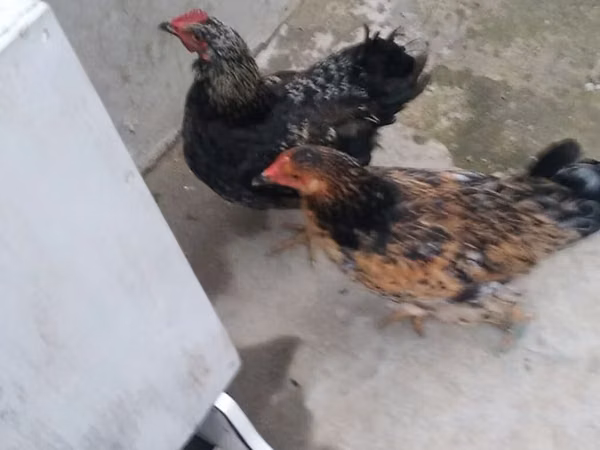 Chickens — Azerbejdżan