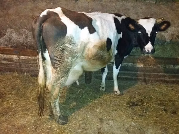 Cow, Russian Black pied cattle — Kazakhstan