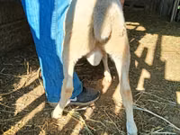 قوچ, Dorper sheep — عکس 3