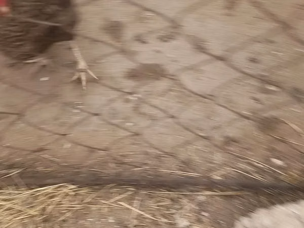 Chickens — Azerbaijan