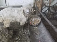 Ovelhas (lote, sexo não especificado), Ovelhas — foto 8