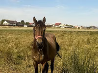 Kobila, Коњи — fotografija 2