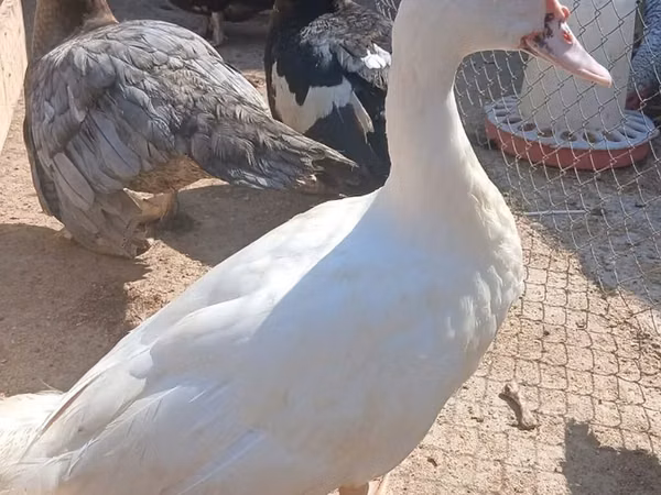 Ducks — Азербайджан